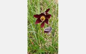 2026-04-15- Flévieu- Malarage