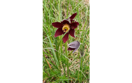 2026-04-15- Flévieu- Malarage